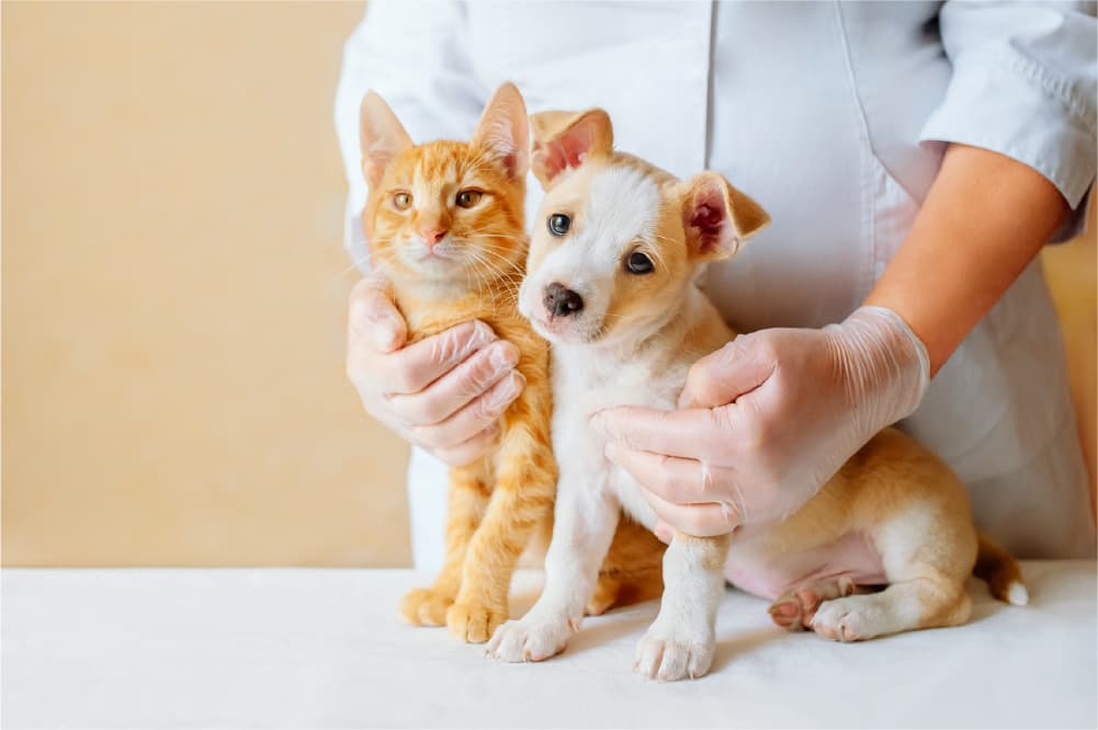 Veterinary-Wound & Hygiene Management