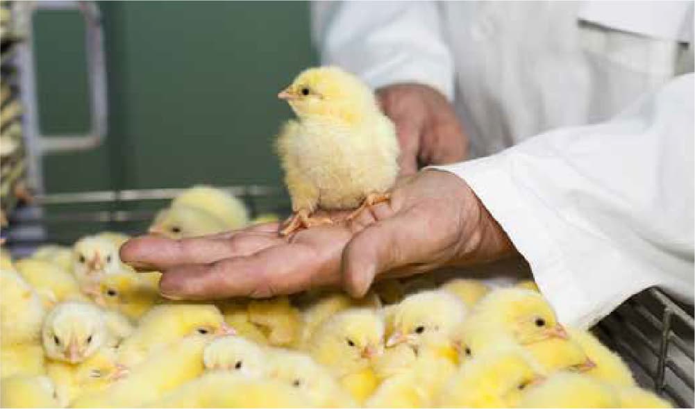 Agrotech Sanitization & Disinfection